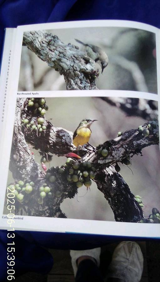 "Everyone's Guide to South African Birds"  Hard cover.