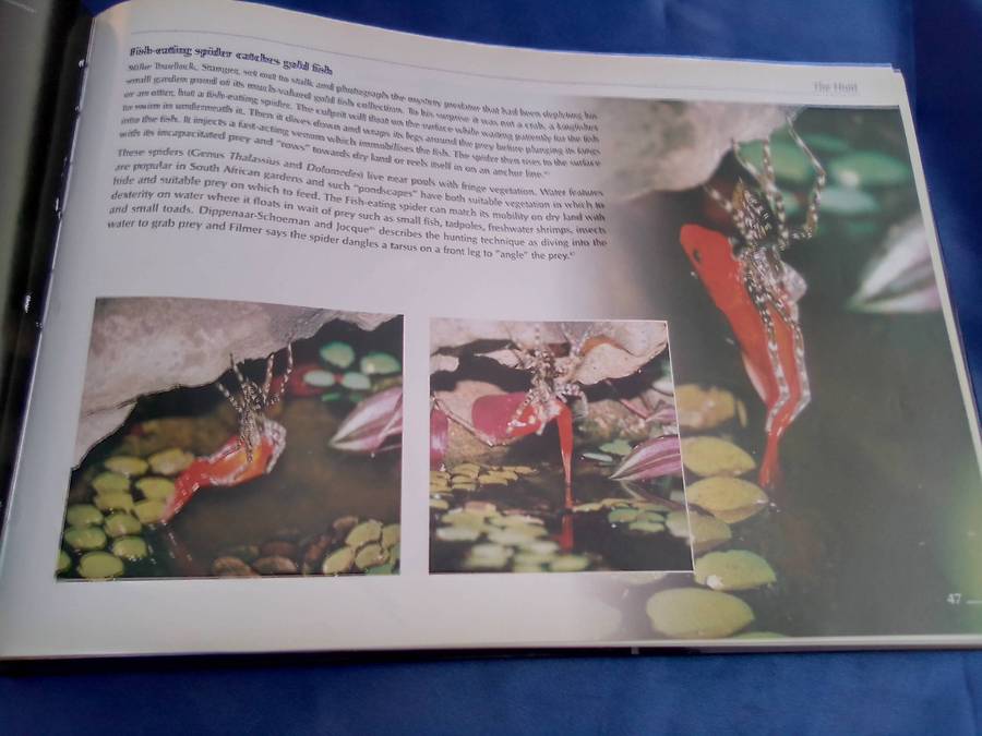 "Veld Focus" Ten years of Nature's Wonders.  Hard cover.