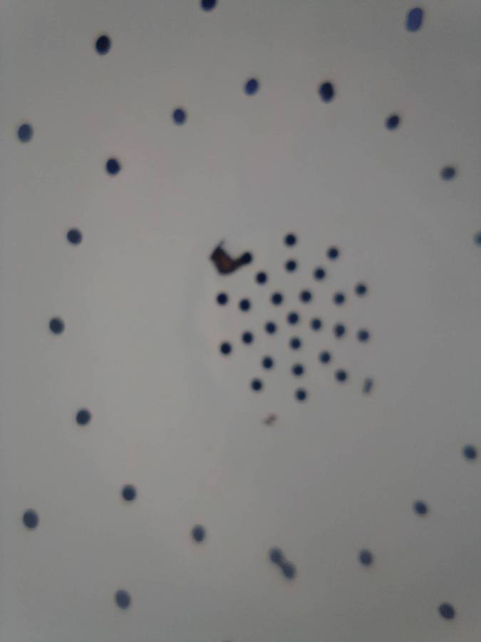 Colander.