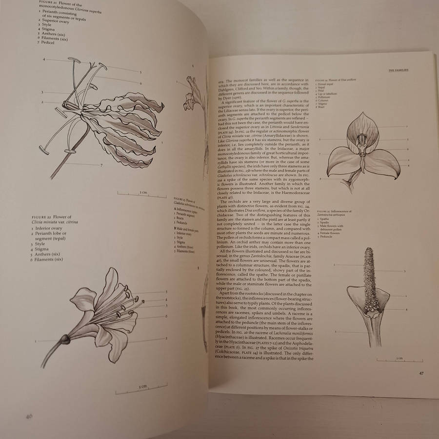 Bulbous Plants of Southern Africa: A Guide to Their Cultivation and Propagation