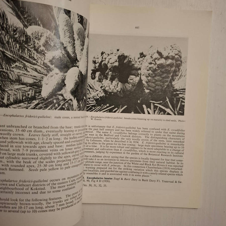 Bothalia: Vol VIII. Part 4. Cycads: A Record of Contributions from the National Herbarium