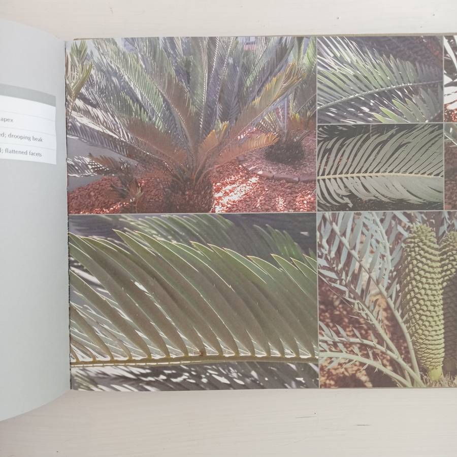 Encephalartos nubimontanus - a distinction between 11 variants - Dr. Diekie de Klerk