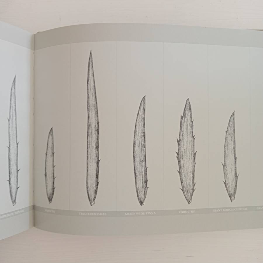 Encephalartos nubimontanus - a distinction between 11 variants - Dr. Diekie de Klerk