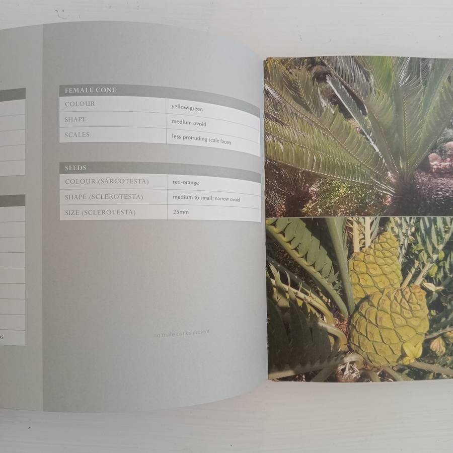 Encephalartos nubimontanus - a distinction between 11 variants - Dr. Diekie de Klerk