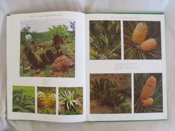 Cycads of South Africa by Cynthia Giddy - 1974 first edition hard cover