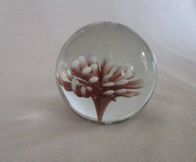 Beautiful glass paperweight with coral image