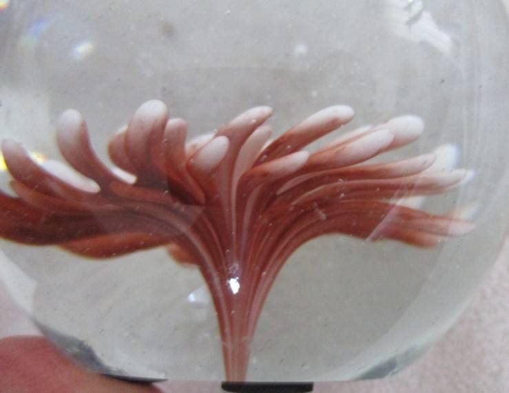 Beautiful glass paperweight with coral image
