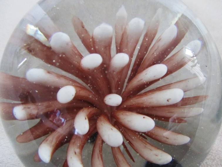 Beautiful glass paperweight with coral image