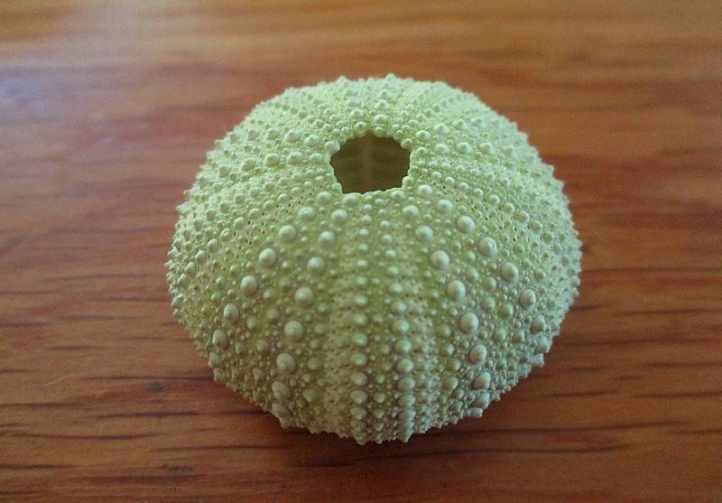 An absolutely enormous glass jar full of sea urchin shells - over 140 shells