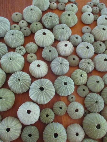 An absolutely enormous glass jar full of sea urchin shells - over 140 shells