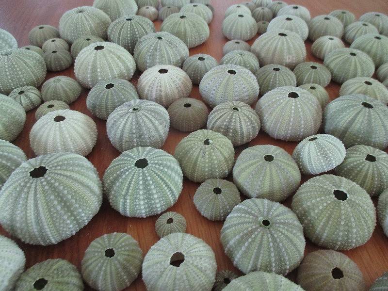 An absolutely enormous glass jar full of sea urchin shells - over 140 shells