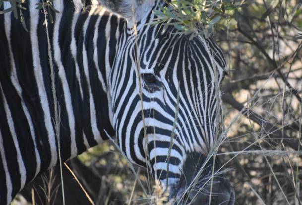 Modjadji Camp 7 Nights Accommodation Mabula Game Lodge