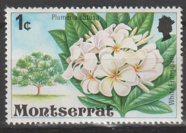 THEMATIC FLORA MONTSERRAT MM