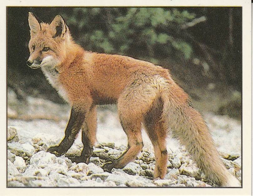 PANINI ANIMALS OF THE WORLD STICKER #115