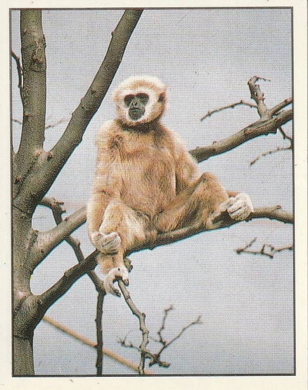 PANINI ANIMALS OF THE WORLD STICKER #122