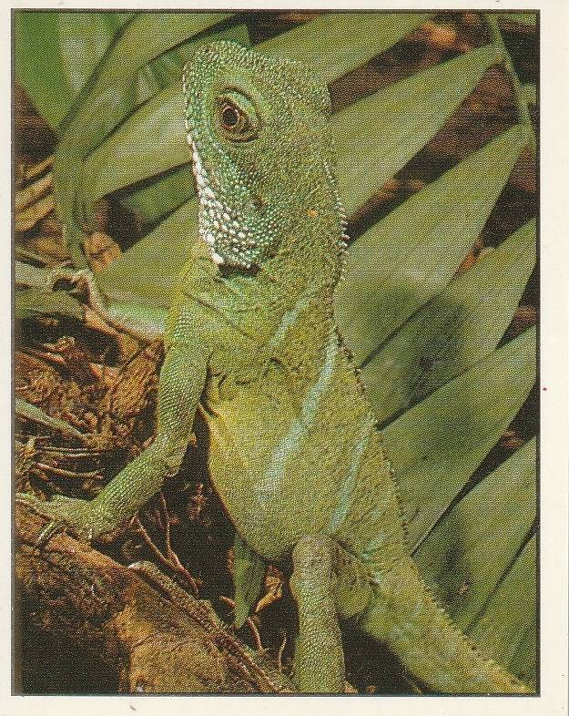 PANINI ANIMALS OF THE WORLD STICKER #129