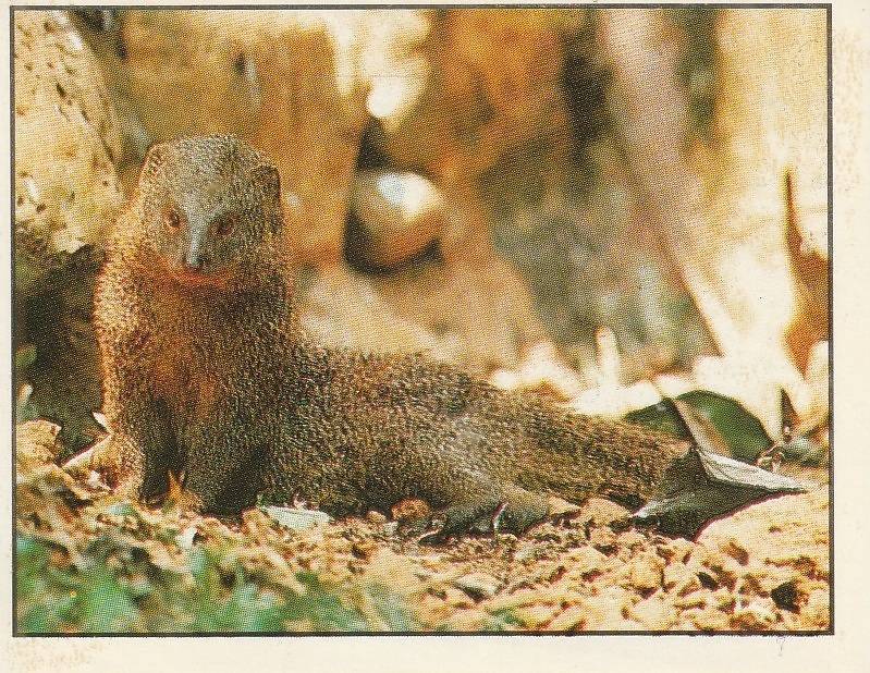 PANINI ANIMALS OF THE WORLD STICKER #131