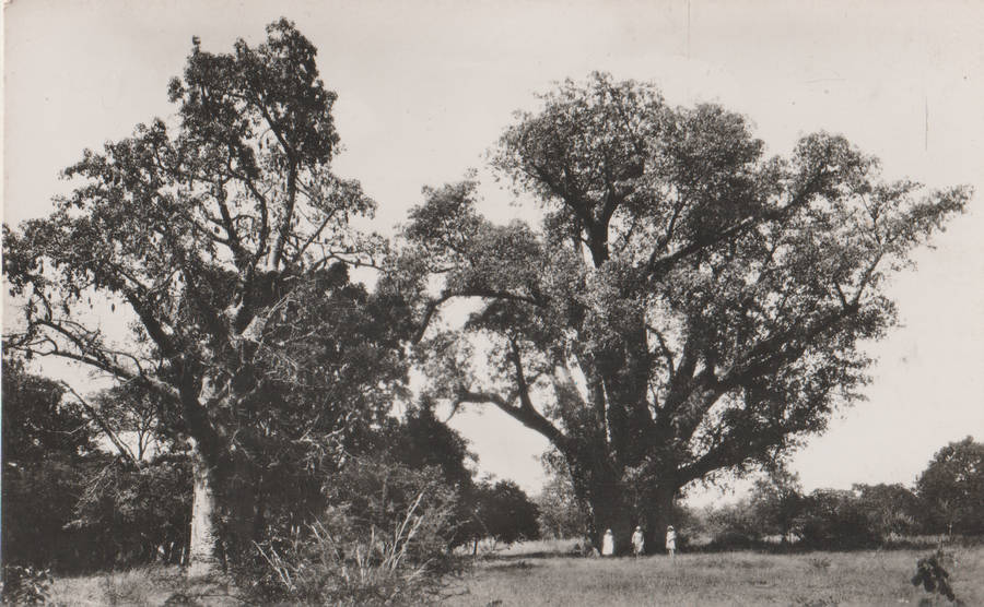 MINT POST CARD VICTORIA FALLS BIG TREE