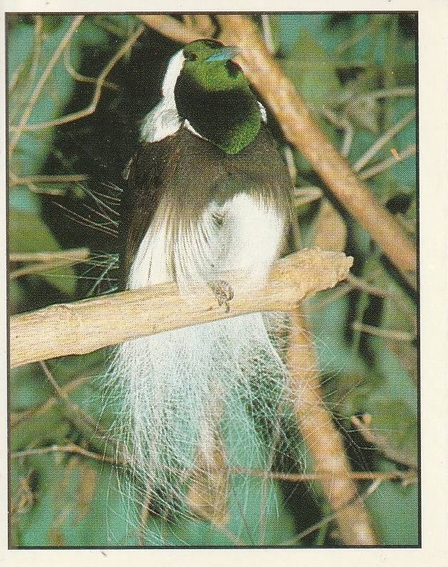 PANINI ANIMALS OF THE WORLD STICKER #146