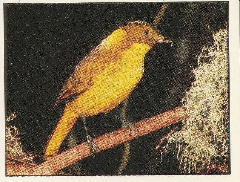 PANINI ANIMALS OF THE WORLD STICKER #148