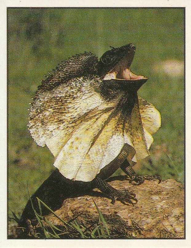 PANINI ANIMALS OF THE WORLD STICKER #150