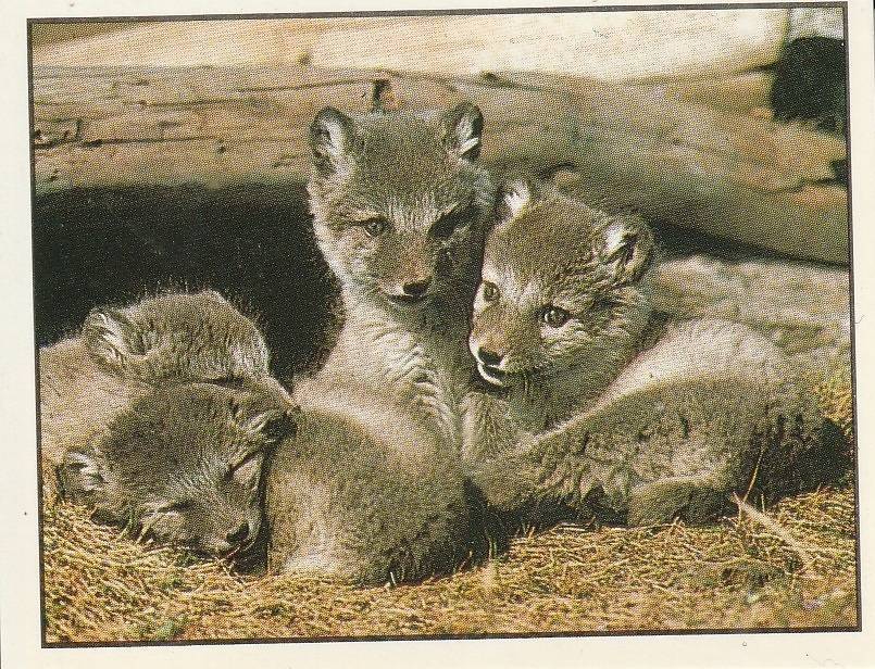 PANINI ANIMALS OF THE WORLD STICKER #155