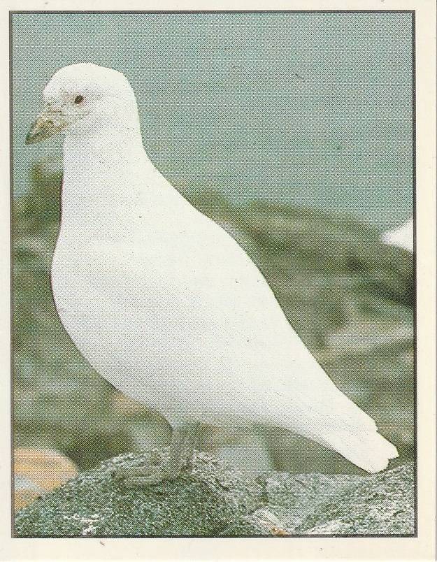 PANINI ANIMALS OF THE WORLD STICKER #157