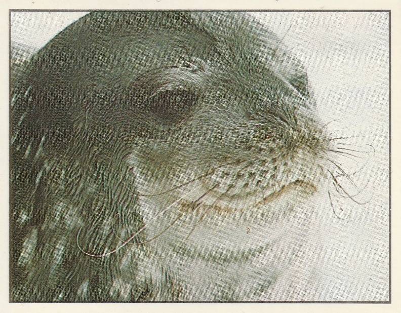 PANINI ANIMALS OF THE WORLD STICKER #163