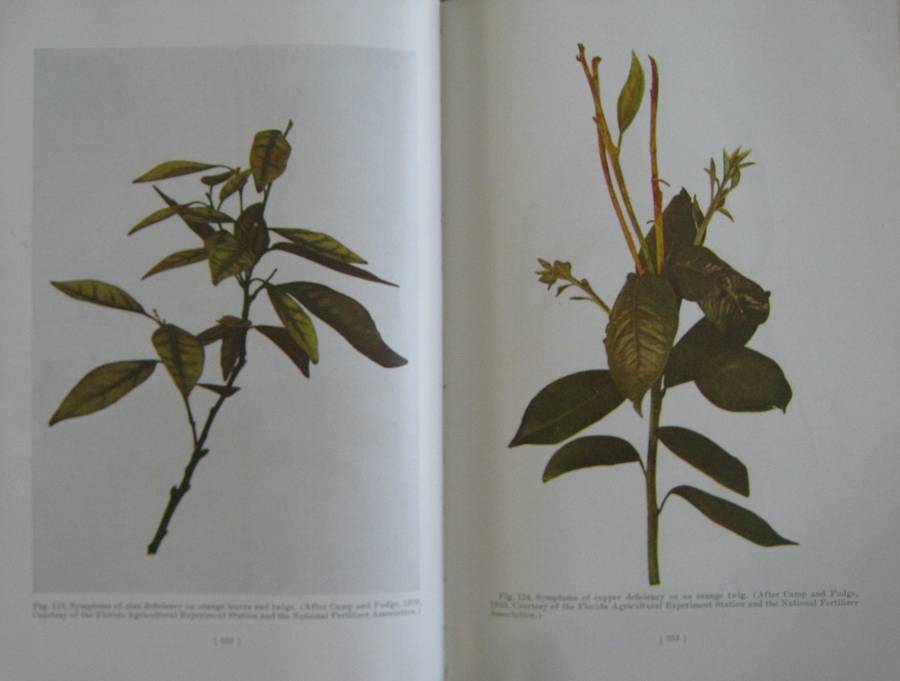 Hulpboek vir Boere in Suid-Afrika. The Citrus Industry