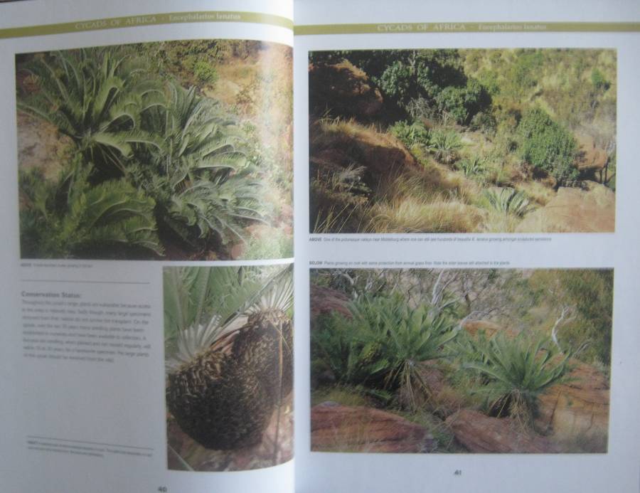 Cycads of Africa Volume 1 Douglas Goode