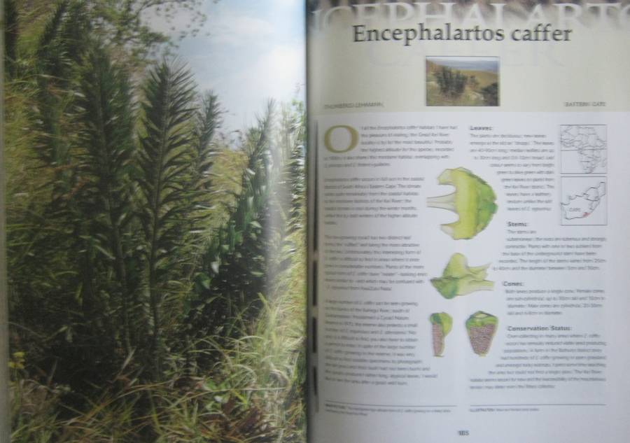 Cycads of Africa Volume 1 Douglas Goode