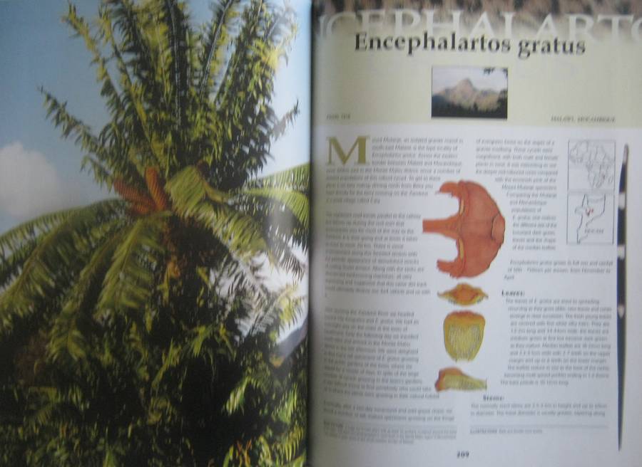 Cycads of Africa Volume 1 Douglas Goode