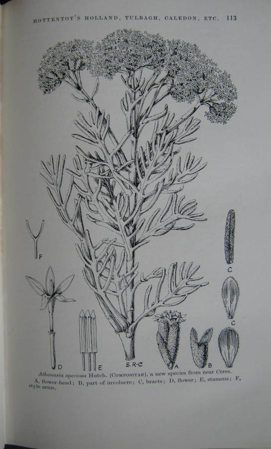 A Botanist in Southern Africa John Hutchinson