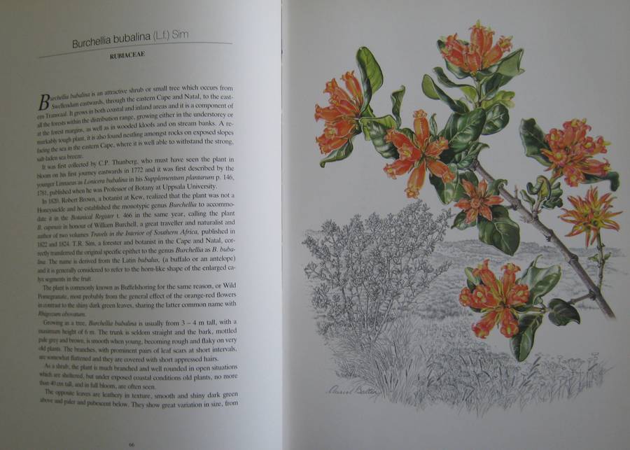 Flowers of Southern Africa Auriel Batten      Publisher: Southern Book Publishers  Edition