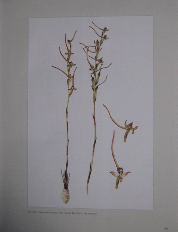 The Cape Orchids Regional, Monograph of the Orchids of the Cape Floristic Region. 2 Volumes. Signed