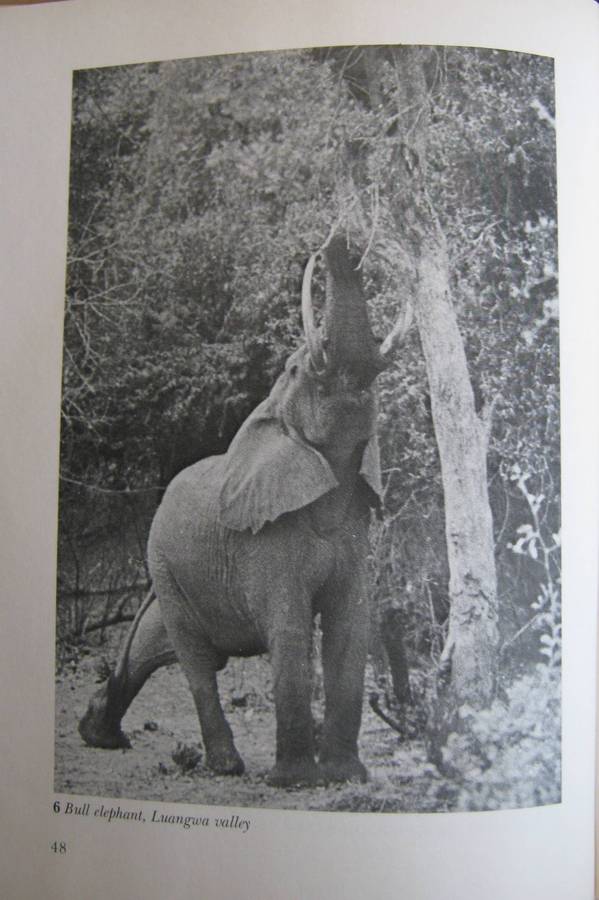 Orphans of the Wild The Story of Chipangali Vivian J Wilson        Publisher: Books of Rh