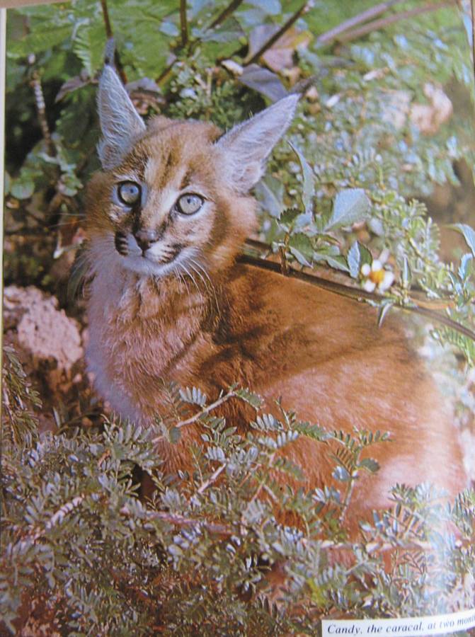 Orphans of the Wild The Story of Chipangali Vivian J Wilson        Publisher: Books of Rh