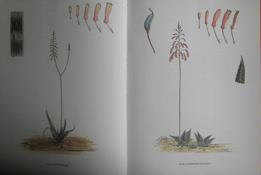 South African Aloes Barbara Jeppe