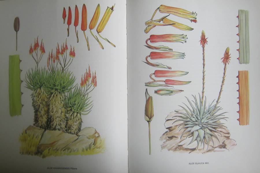 South African Aloes Barbara Jeppe