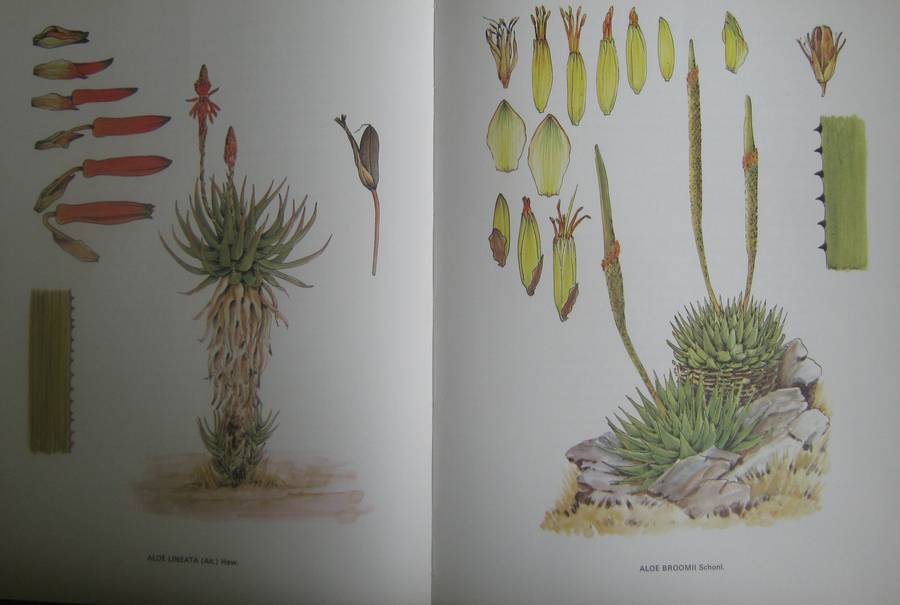South African Aloes Barbara Jeppe