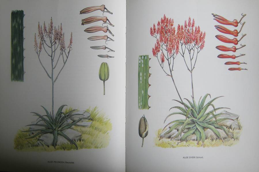 South African Aloes Barbara Jeppe