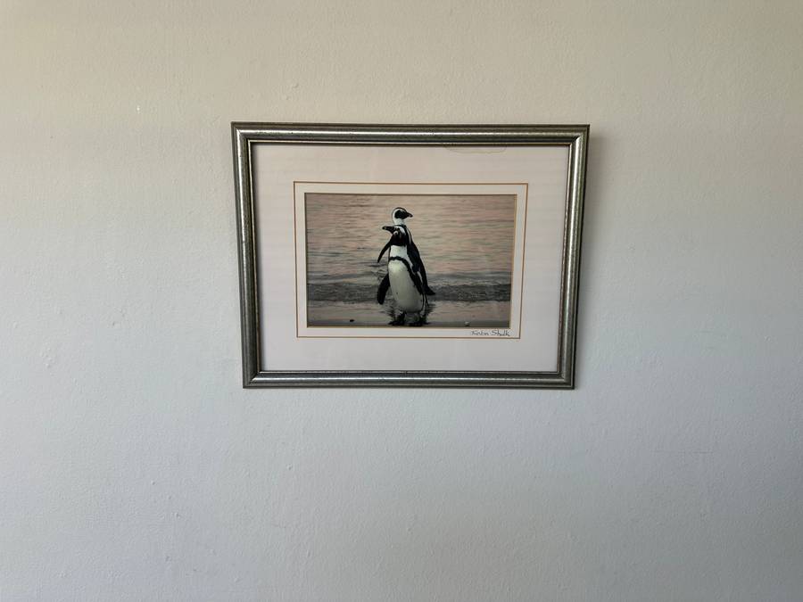 Framed Justin Sholk Photography, African Penguins - Finished Size 32.5cm x 25cm