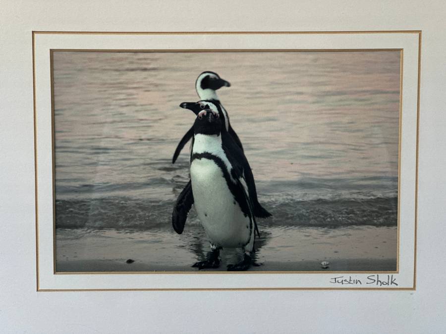 Framed Justin Sholk Photography, African Penguins - Finished Size 32.5cm x 25cm