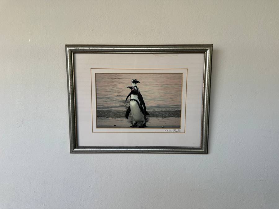 Framed Justin Sholk Photography, African Penguins - Finished Size 32.5cm x 25cm