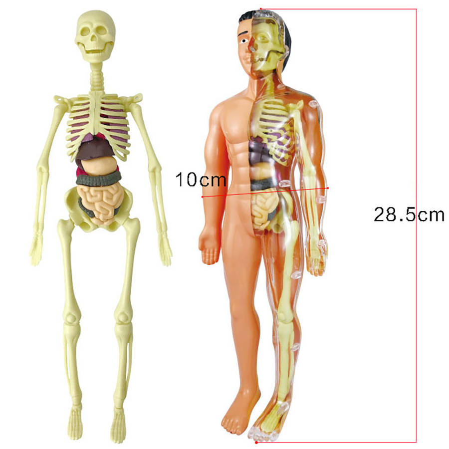 Human Body Model Toys Anatomy Model Medical Education Display