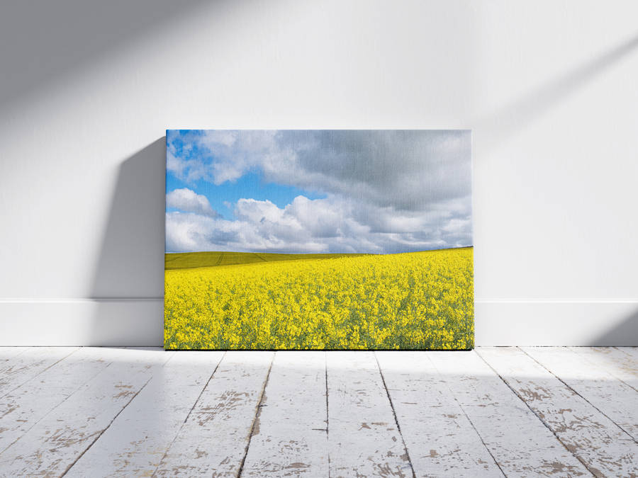 Canola Field - A0 Canvas Print