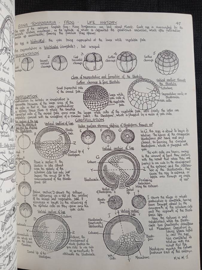 Biological Drawings with notes by Maud Jepson
