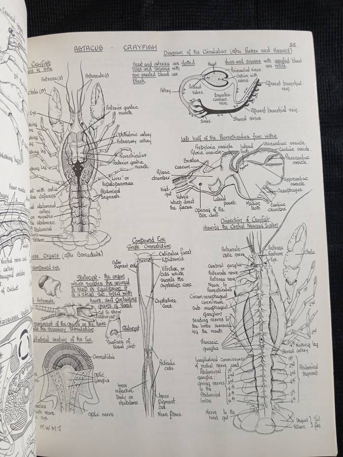 Biological Drawings with notes by Maud Jepson