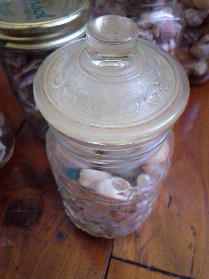 Large Collection of Sea Shells