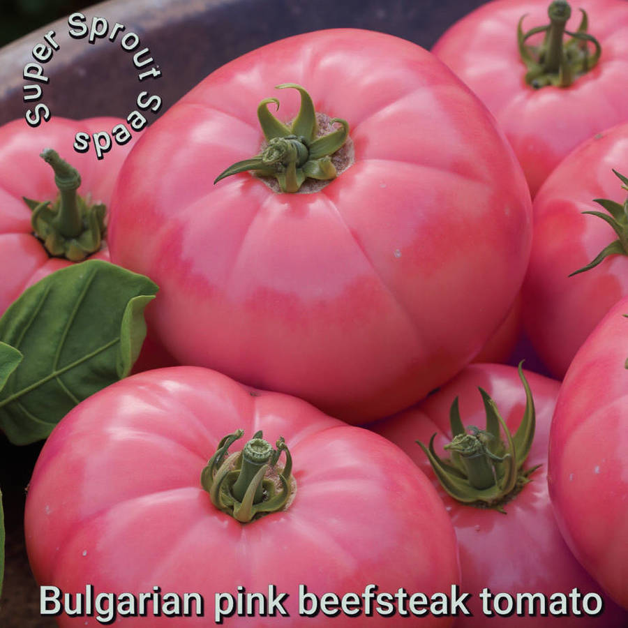 BULGARIAN PINK BEEFSTEAK TOMATO x 15+ seeds